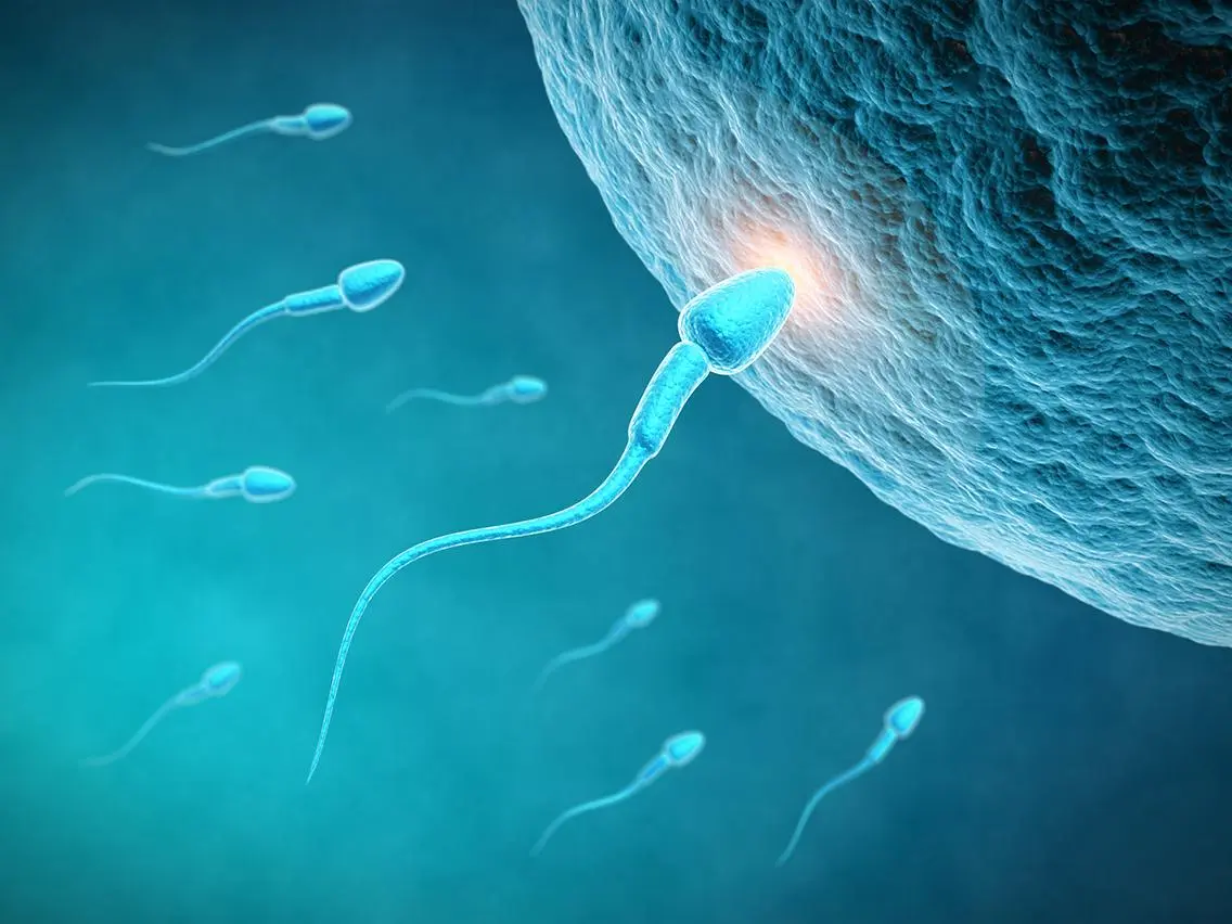Illustration of sperm cells approaching an egg.