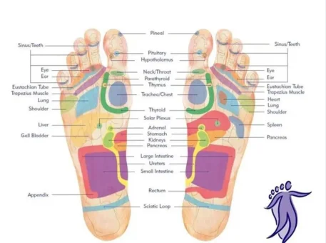 Reflexology foot map showing pressure points and corresponding body areas.